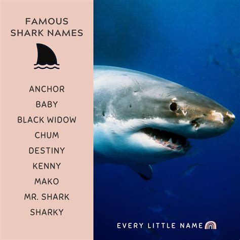 320 Best Shark Names Cool Funny And Adorable Every Little Name