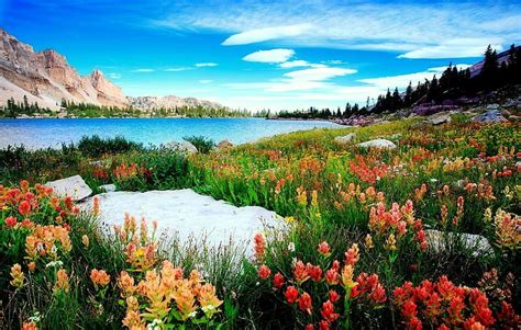 Beautiful Lakes Lakes Flowers Cloud Grass Hd Wallpaper Peakpx