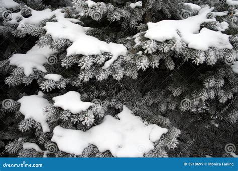 Snow Covered Evergreens Stock Image Image Of Pine Winter 3918699