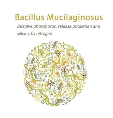 Dora Bacillus Mucilaginosus Bacillus Beneficial Bacteria Phosphorus