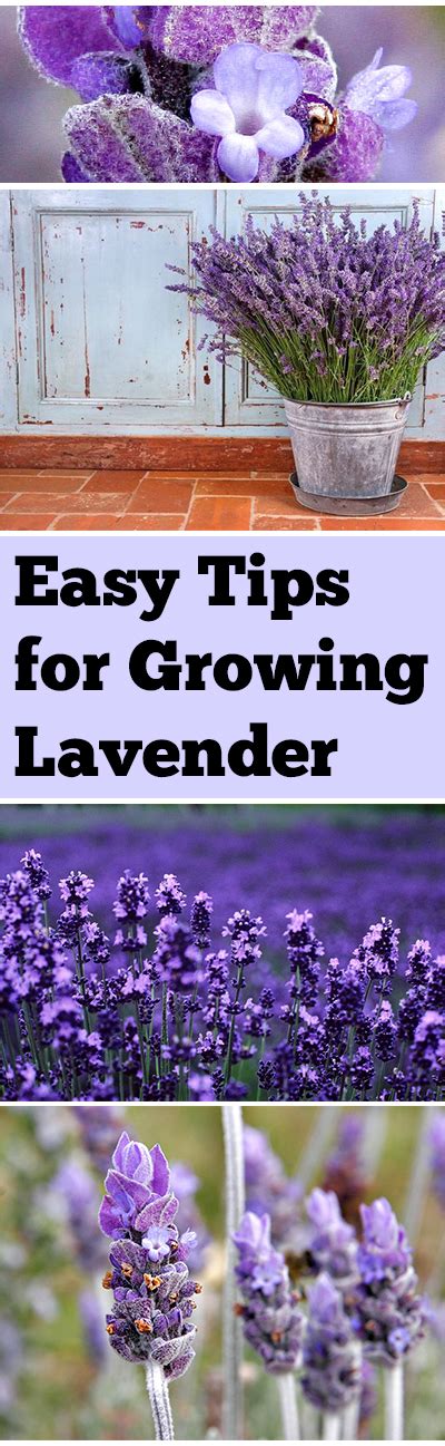Easy Tips For Growing Lavender ~ Bless My Weeds