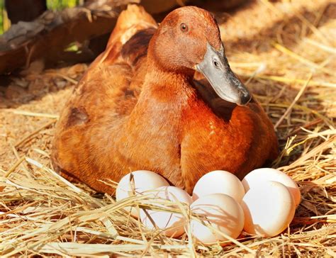 Best Duck For Eggs And Pest Control Ducks Also Love To Eat Weeds And