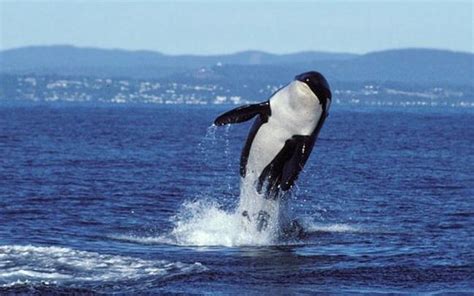 Worlds First Talking Killer Whale Wikie The Orca Learns To Say ‘hello