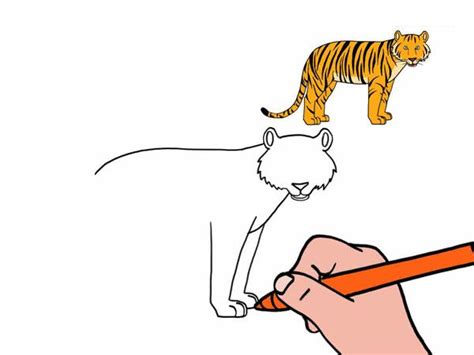 Apprendre Dessiner Un Tigre En Tapes
