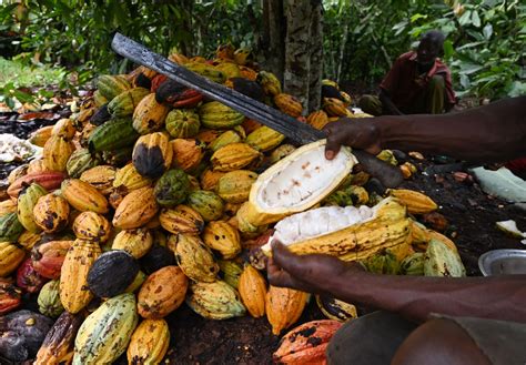 Eu To Give 12 Billion To Ivory Coasts Cocoa Sector Kenyan Wallstreet