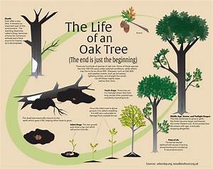 The Life Of An Oak Tree Infographic Behance