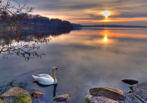 Free Swan In Sunset Hdr Stock Photo
