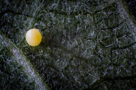 Free Picture Macro Insect Tiny Yellow Butterfly Egg