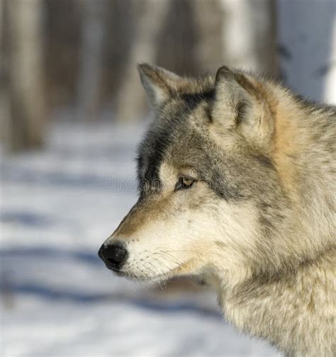 Wolf Profile Stock Image Image Of Outdoors Nature Predator 5895165
