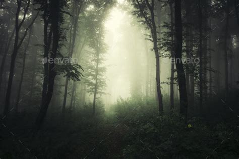 Enchanted Misty Forest Stock Photo By Andreiuc88 Photodune