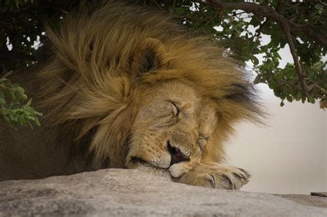 Male Lion Sleeping Under Tree Head Shot Photograph By Animal Images