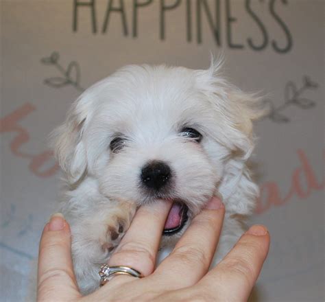 Maltese Puppies For Sale Dallas Tx 283827 Petzlover