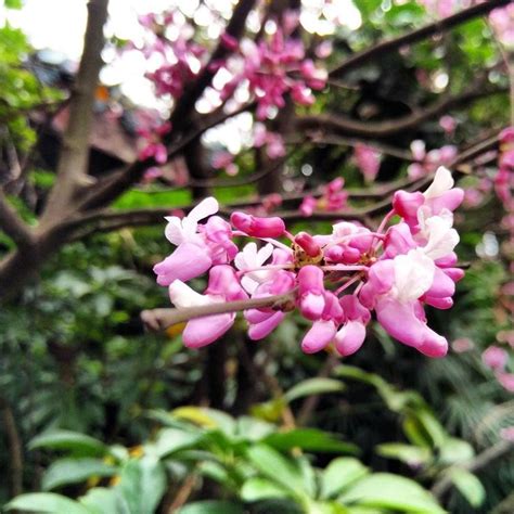 Tealun Du On Instagram Guilin Flowers Spring Guilin Instagram