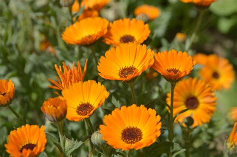 7 Flores De Jardín Para Primavera Armony