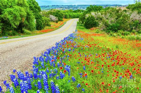 Texas Wildflowers Along The Road Photograph By Bee Creek Photography