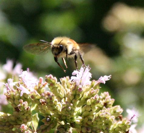 Bee nests generate in the following biomes with different chances: Bee in Flight Picture | Free Photograph | Photos Public Domain