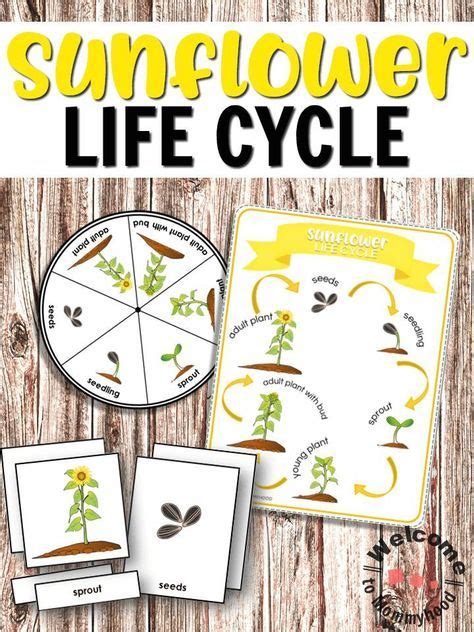 Sunflower Life Cycle Printables For Hands On Activities Sunflower