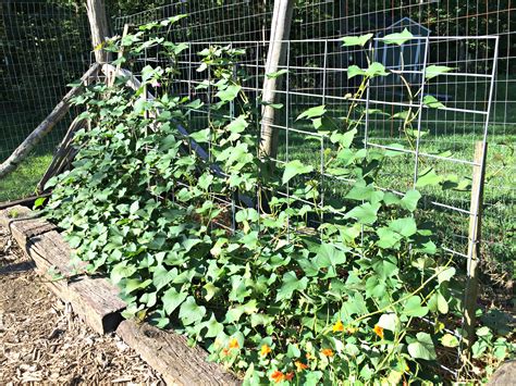I placed an old sweet potato in a jar sometime back in february, and this is what it looks like today. How to Grow Sweet Potatoes - Farm Fresh For Life - Real ...