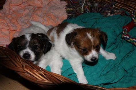 Papillon welpen, wurfplanung papillon , gesunde hundewelpen , phalene welpen ,hundewelpen kaufen, hobbyzucht papillon, rasse papillon, papillon züchter österreich. Jack Russel - Papillon Welpen Dortmund / Münster - Mischlinge
