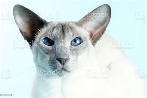 Oriental Siamese Cat Blue Eyes Sitting Light Blue Background Stock