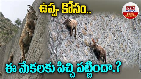 Goats Climbing On A Near Vertical Dam ఉప్పు కోసం ఈ మేకలకు పిచ్చి