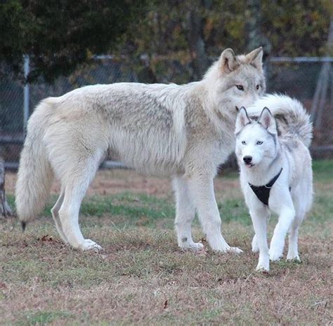 Adorable Images Of Siberian Huskies Standing With Wolves Go Viral