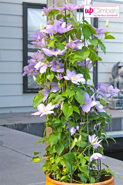 Just open up and place the bait station in a location near the ant trail and walk away. Clematis - My Perfect Garden