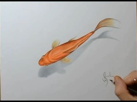Ikan tenggiri ini merupakan salah satu kerabat dekat ikan tuna, tongkol, madidihang, makerel dan kembung. Cara Menggambar Ikan Emas 3D (Tiga Dimensi) - YouTube