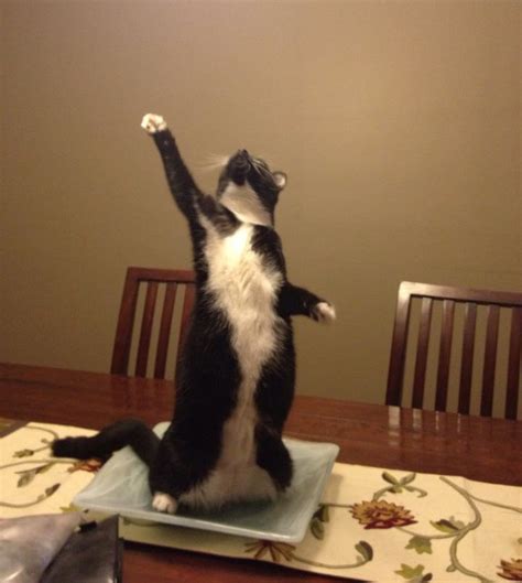 Cats Standing On Their Hind Legs