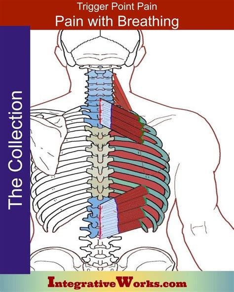 Pin On Breathing Trigger Point Pain