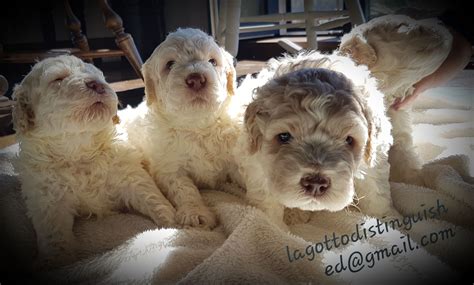 What health testing is done prior to breeding? Love the cream Lagotto. They come in spotted, blond and ...