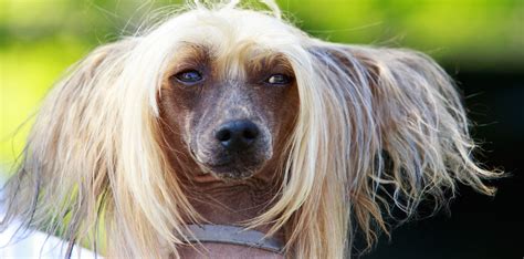 Chinese Crested Breeders Australia Chinese Crested Info