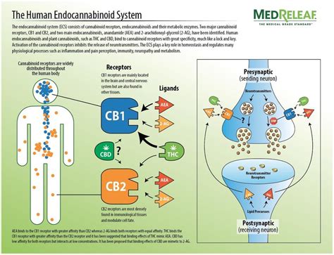 The Human Endocannabinoid System Download Scientific Diagram