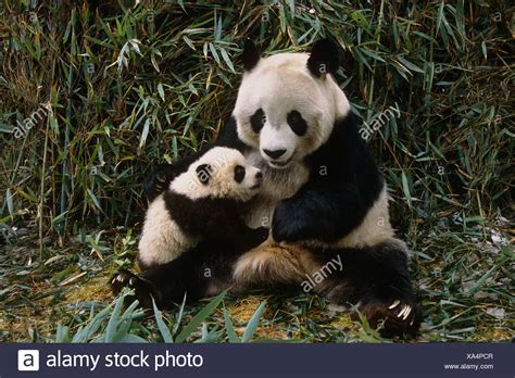Panda Baby Mother High Resolution Stock Photography And Images Alamy