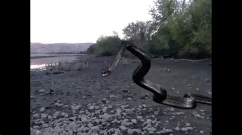 Titanoboa Prehistoric Snake Sightings Near River Youtube