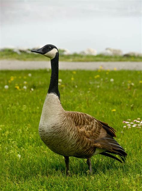 Canada Goose Standing Footpath Stock Photos Free And Royalty Free Stock