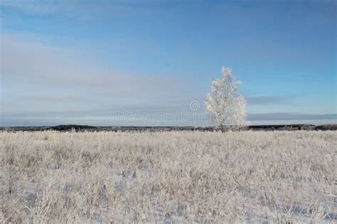 One Frozen Birch Tree On Winter Field And Blue Sky Stock Photo Image