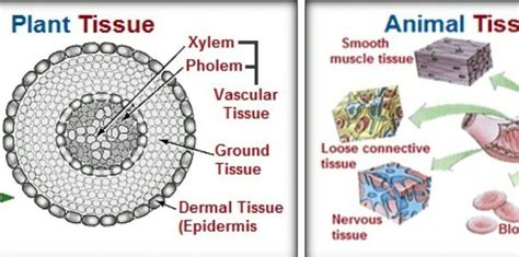 8 Important Difference Between Plant Tissues And Animal Tissues Cbse