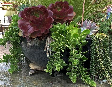 12 Hanging Succulents You Can Grow I Promise The Succulent Eclectic