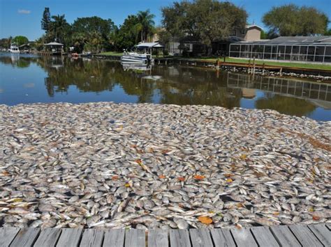 Lithium is never found in its elemental, metallic form because it is highly reactive: Brevard leaders tackle big fish kill in Indian River Lagoon