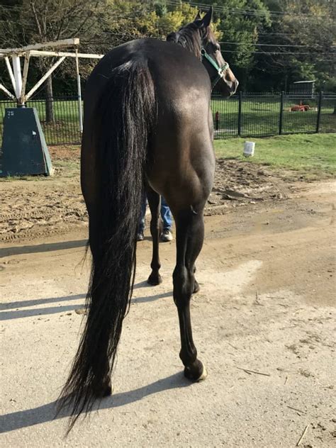 Check spelling or type a new query. Mystical Prize - SOLD! - Thoroughbred Horses For Sale