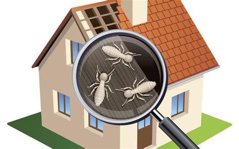 How Much Does A Termite Inspection Cost Northwest Exterminating