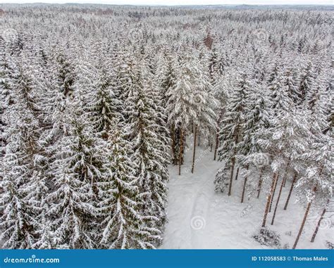 Evergreen Forest In Winter Stock Image Image Of Rural 112058583