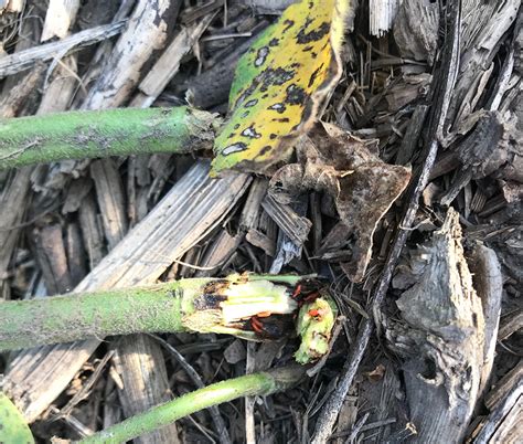 soybean gall midge new counties infested and second generation adults emerging cropwatch