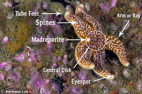 External Anatomy Of A Sea Star For Species In The Spotlight Sea Star