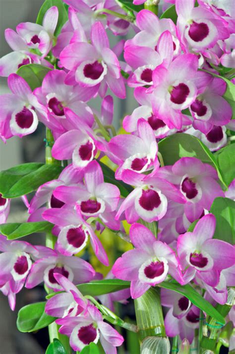 Growing Soft Cane Dendrobiums Orchid Den