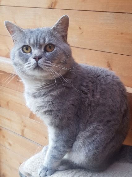 Global supply chain demand & supply. Blue tabby BSH | Crewe, Cheshire | Pets4Homes