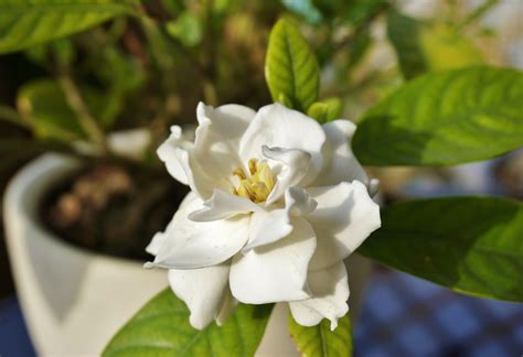 Details 200 Imagen Cuidados De La Gardenia En Maceta Abzlocalmx