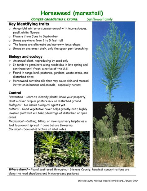 Horseweed Marestail