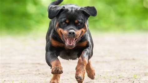 Rottweiler gehören einer hunderasse an, die sehr ausgeprägte merkmale hat und ursprünglich in deutschland gezüchtet wurde. Training aggressive Rottweiler puppy - YouTube